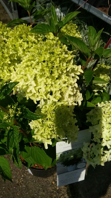 Hydrangea paniculata 'HYLV02' (Whitelight) Schapekophortensia, Pluimhortensia