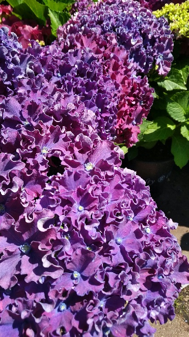 Hydrangea macrophylla 'H213901' ( Curly Sparkle, Curly Sparkle Blue) Seringhortensia, Boerenhortensia
