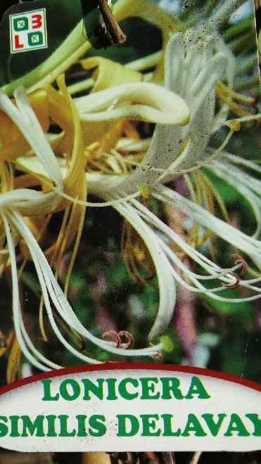 Lonicera similis var. delavayi Kamperforlie