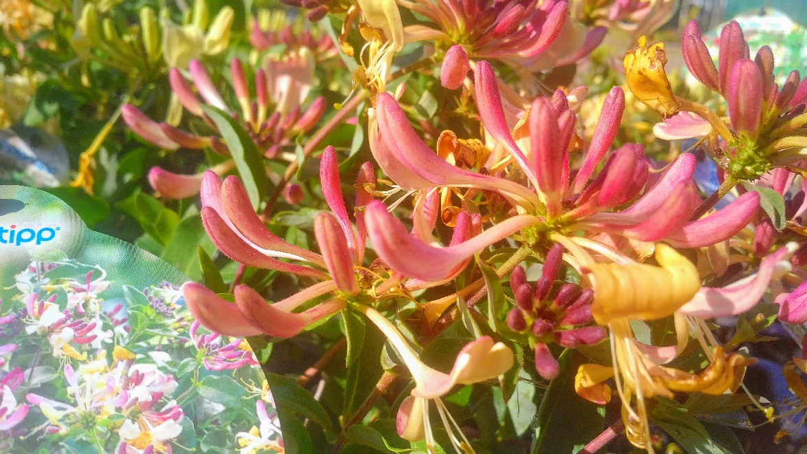 Lonicera periclymenum 'INOV205' (Chic en Choc) Compacte Struikkamperfoelie