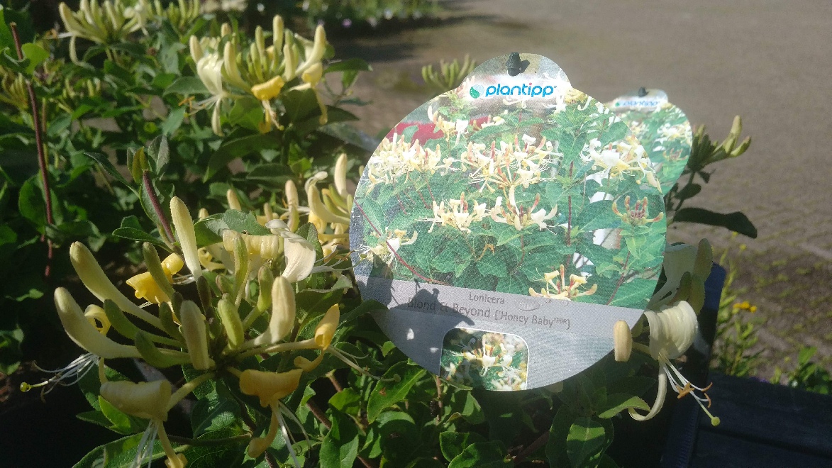 Lonicera 'Honey Baby' (Blond & Beyond) Gele Compacte Struikkamperfoelie