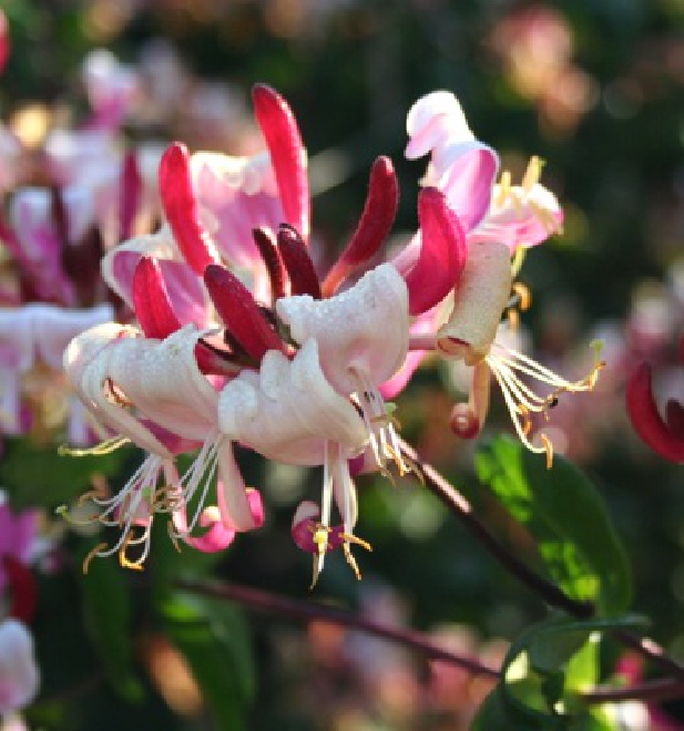 Lonicera periclymenum 'INOV86' (Caprilia Imperial) Geurende Kamperfoelie