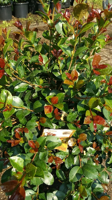Syzygium australe 'Crysyred' (Big Red, Etna Fire) 