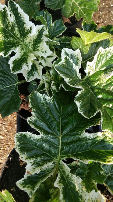 Acanthus 'Whitewater' Bonte Akant