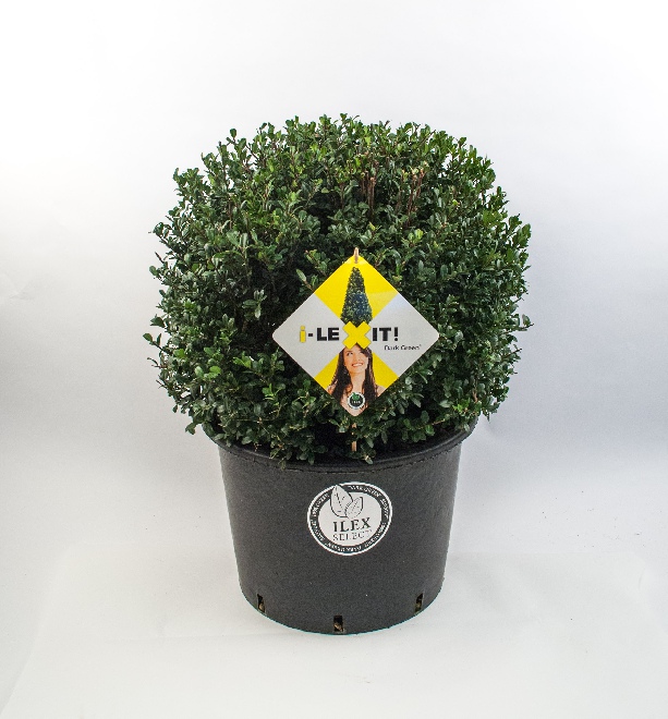 Ilex crenata 'Icoprins11' (Dark Green) Chinese Hulst, Buxusvervanger