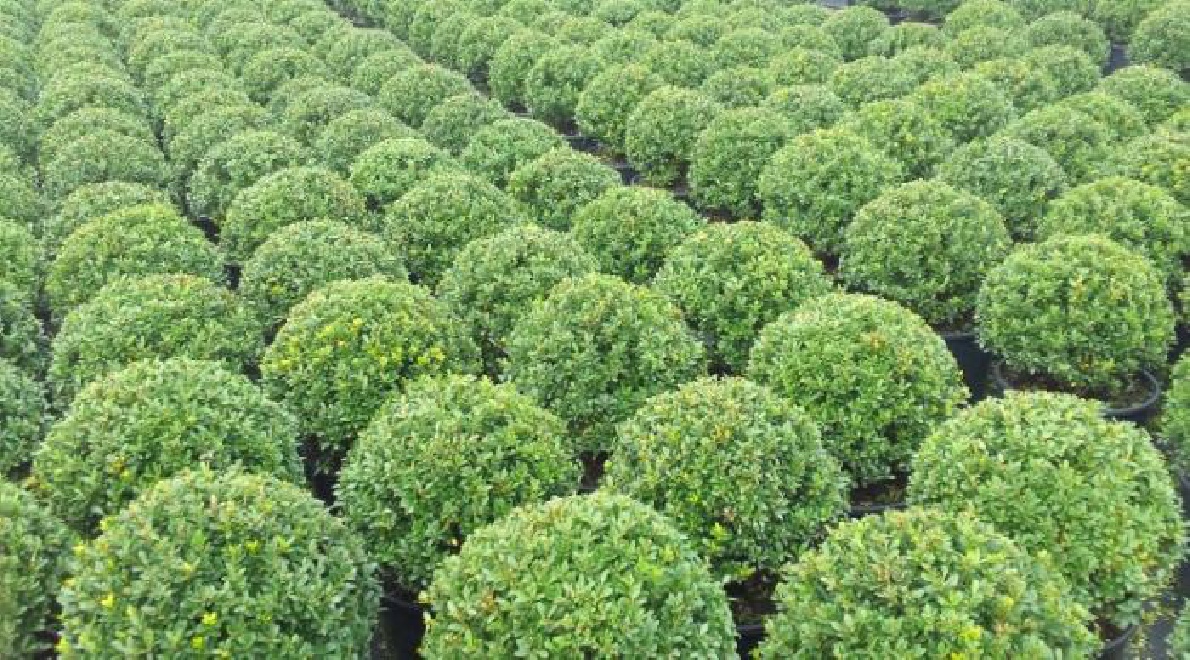 Ilex crenata 'Maxima' ® Chinese Hulst, Buxusvervanger