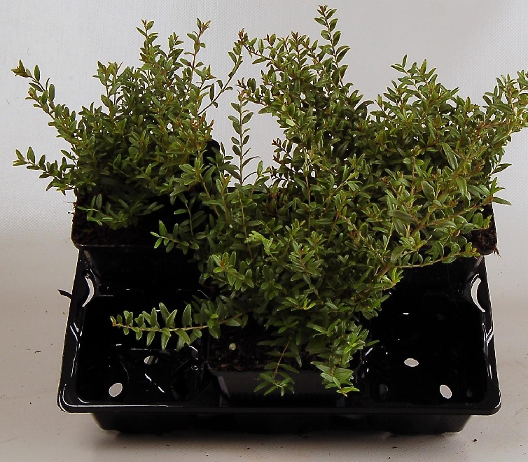 Lonicera nitida 'Tiny Green' Struikkamperfoelie