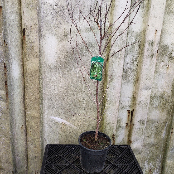 Morus alba Witte Moerbei