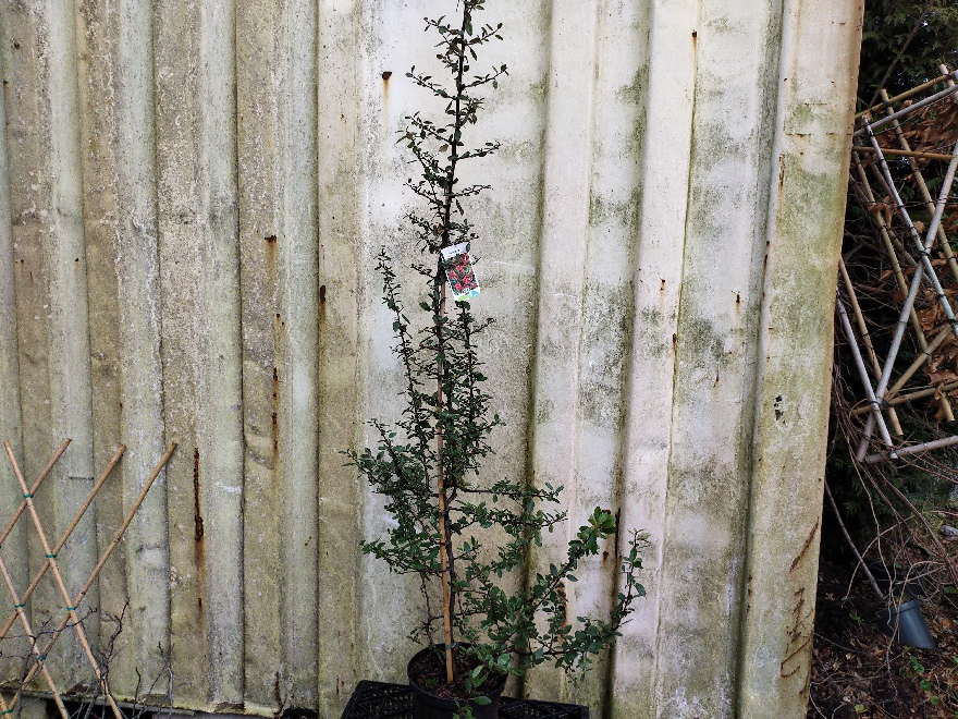 Pyracantha coccinea 'Red Column' Vuurdoorn