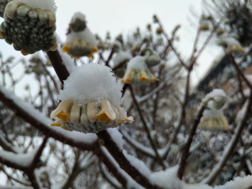 Edgeworthia chrysantha 'Grandiflora' (syn. 'Macrophylla') Papierstruik