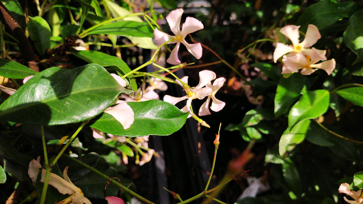 Trachelospermum jasminoides 'Star of Sicily' (syn. Pink Showers, Pink Flowers, Pinky Wings) Roze Toscaanse Jasmijn