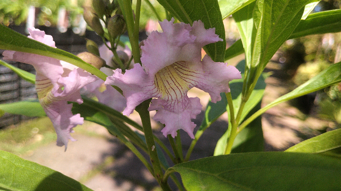 Chitalpa tashkentensis 'Minsum' (Summer Bells) Ochtendwolk, Boomoleander, Woestijnwilg