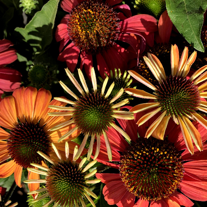 Echinacea 'Hilmoosymp' (Moodz Sympathy)  Zonnehoed