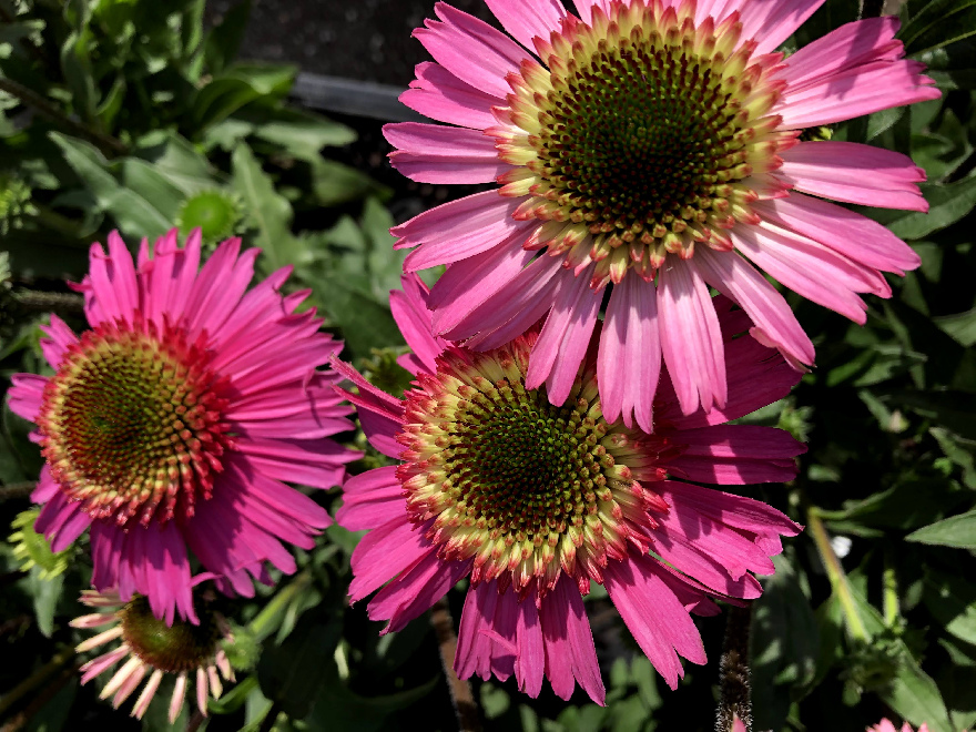 Echinacea 'Delicious Candy'® Zonnehoed