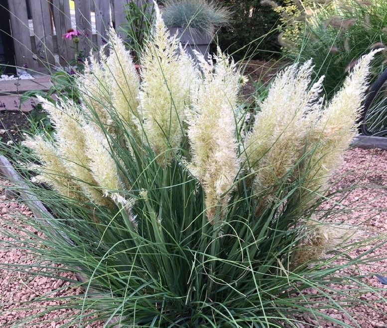Cortaderia selloana 'Day1' TINY PAMPA Kort Nieuw Pampasgras