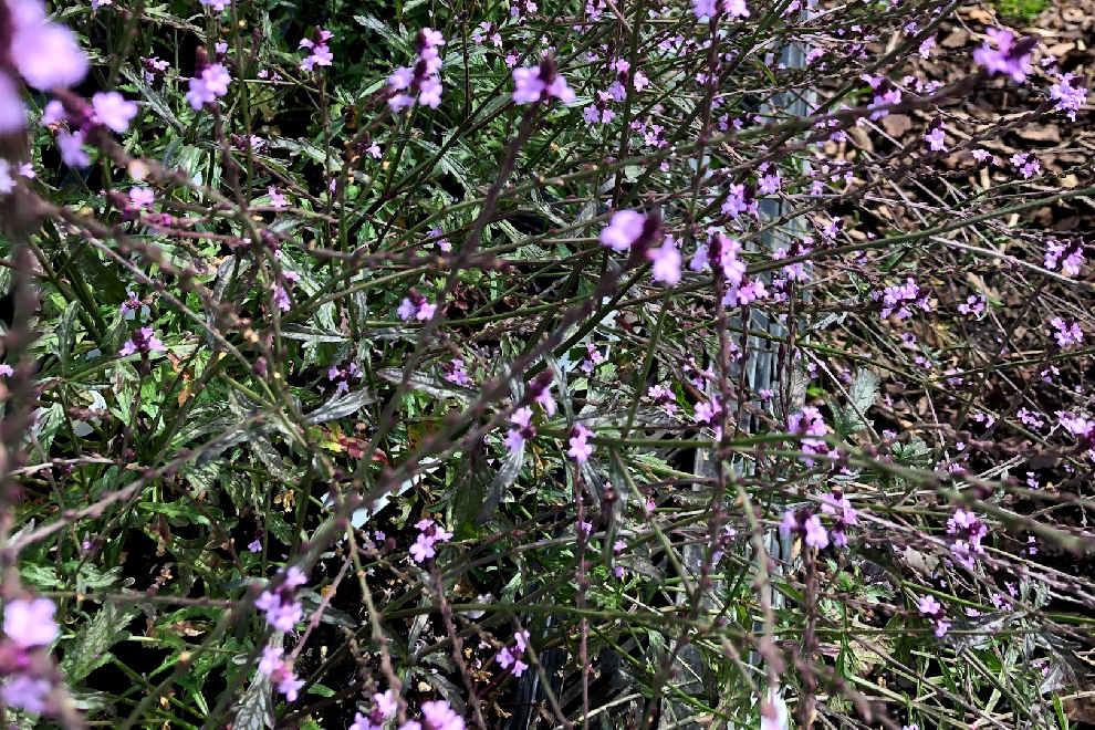 Verbena officinalis 'Bampton' IJzerhard