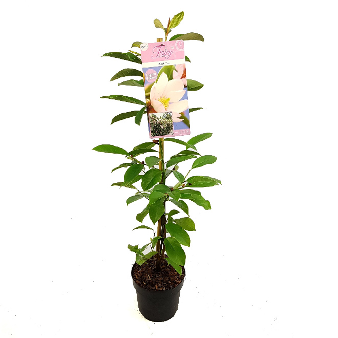 Magnolia 'MICJUR01' (Fairy Magnolia Blush, Fairy Blush) Lichtroze Haagmagnolia