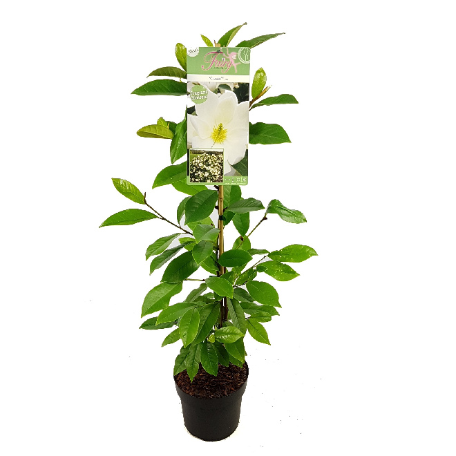 Magnolia 'MicJur02' (Fairy Magnolia Cream, Fairy Cream) Crème Haagmagnolia