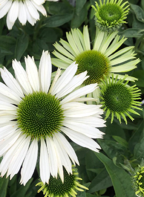 Echinacea purpurea 'Virgin'  Witte Zonnehoed