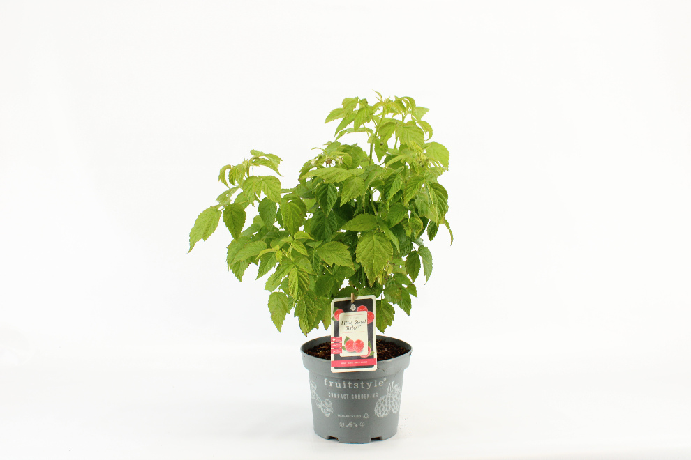 Rubus idaeus 'Luhima' (Lowberry Little Sweet Sister)   Laagblijvende Rode Framboos