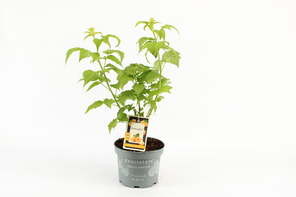 Rubus idaeus 'Goodasgold'  Laagblijvende Gele Framboos