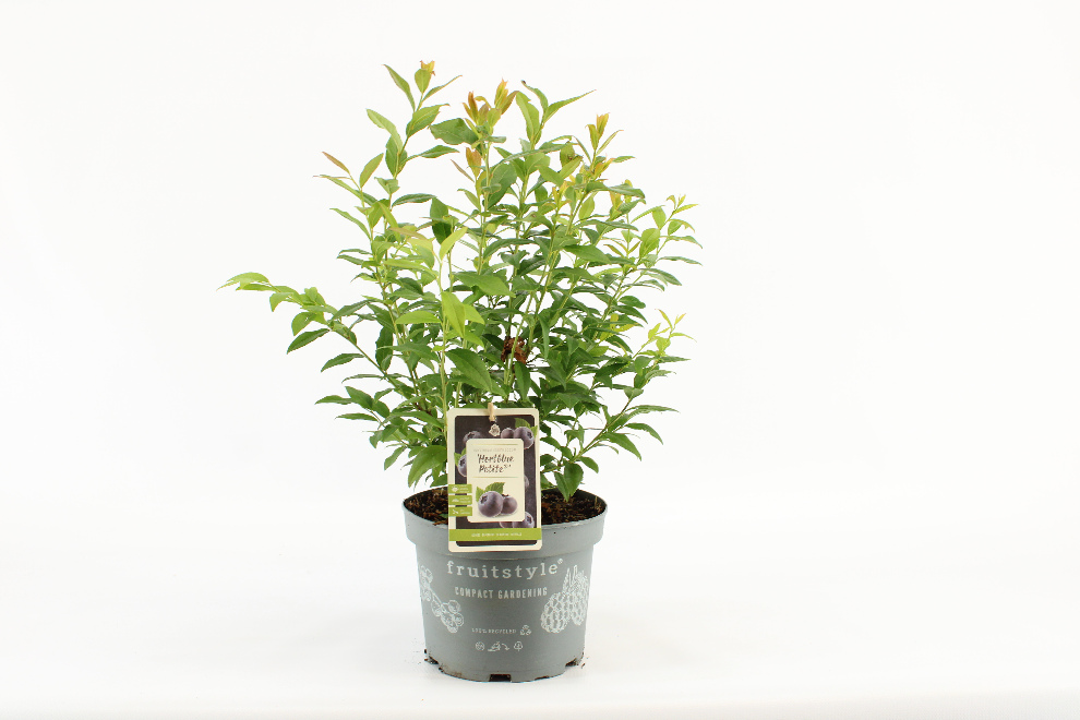 Vaccinium corymbosum 'Hortblue Petite'  Laagblijvende Blauwe Bes