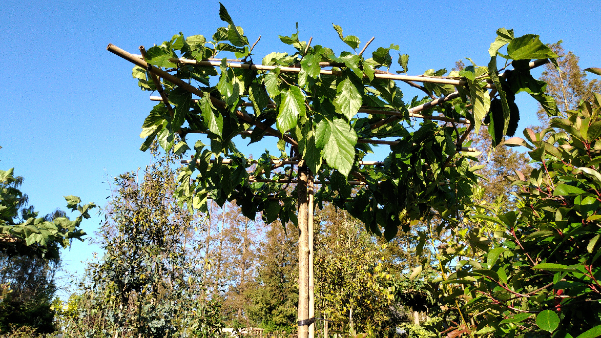 Morus alba 'Fruitless' (Dakmoerbei) Witte Moerbei