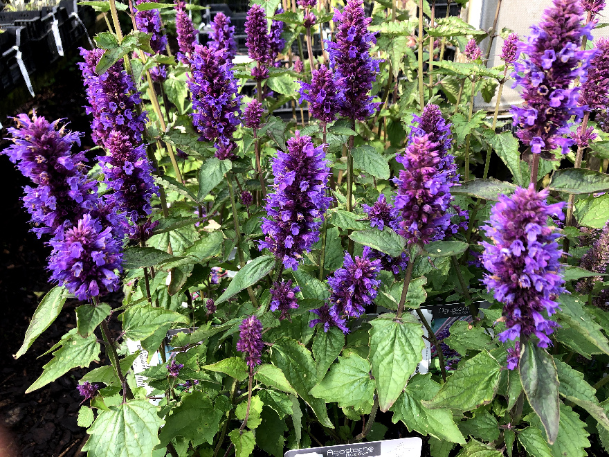 Agastache 'Blue Boa' ® Dropplant