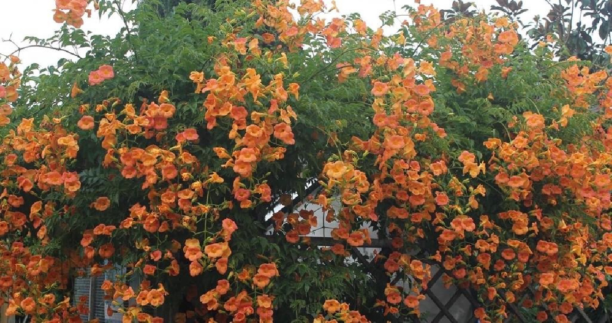 Campsis grandiflora Trompetklimmer