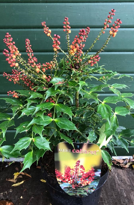 Mahonia 'Cabaret'® Mahoniestruik