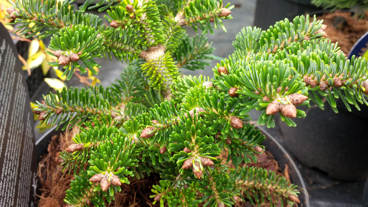 Abies nordmanniana 'Münsterland' Groene Dwergspar