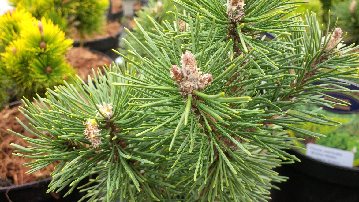 Pinus mugo 'Columbo' pinusden