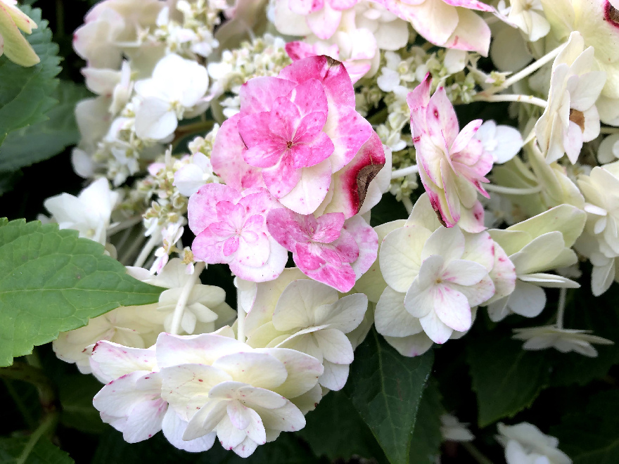 Hydrangea macrophylla 'Dancing Snow' (DOPPIO BIANCO) (Syn. 'Wedding Gown' en 'Double Delights') Dubbelbloemige Hortensia