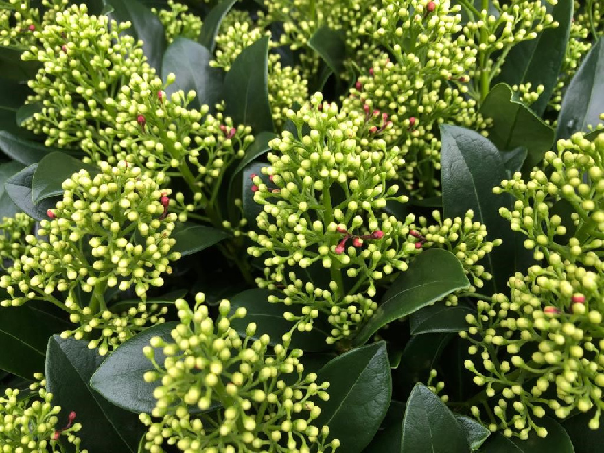 Skimmia japonica 'Finchy' Witgroene Skimmia