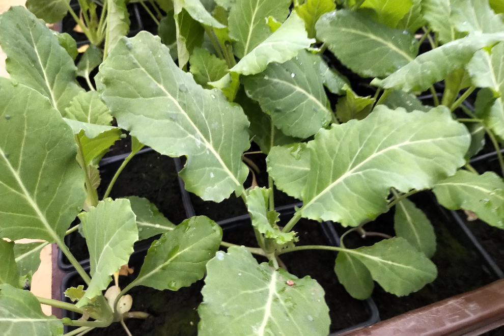 Bloemkool (Vroege Teelt) 