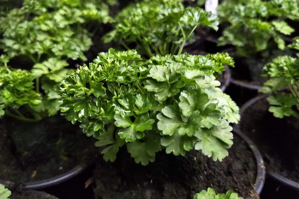 Peterselie Krul (Vroege Teelt) Krulpeterselie, Petroselium crispum