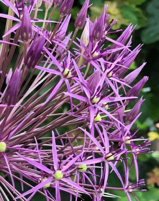 Allium schubertii 