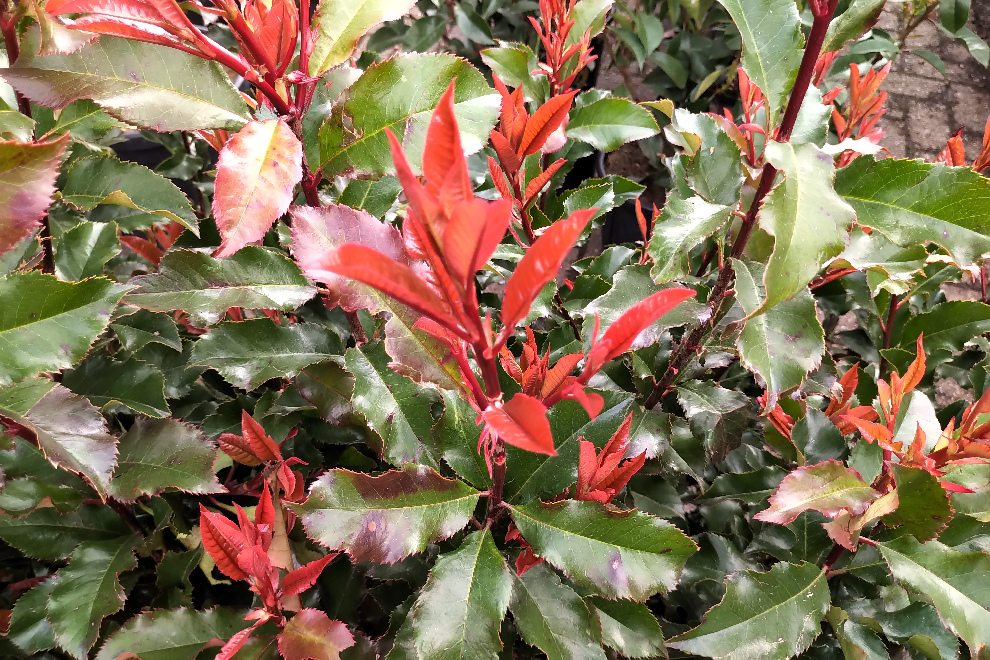 Photinia 'Kolmavoca' (Magical Volcano) Felrode Glansmispel