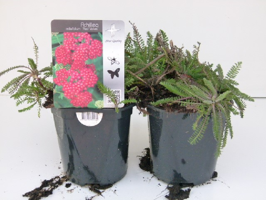 Achillea millefolium 'Red Velvet' Duizendblad