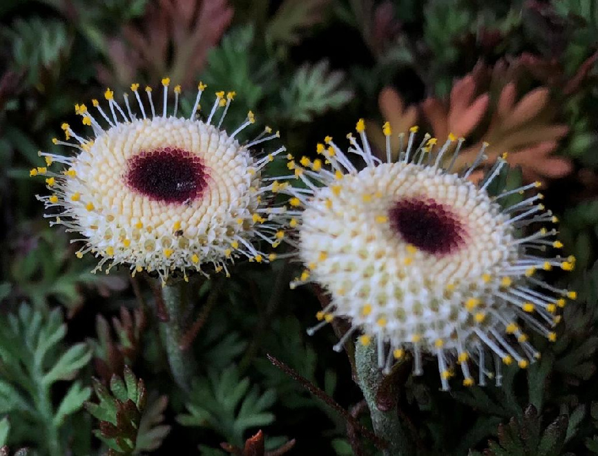 Leptinella atrata Koperknoopje