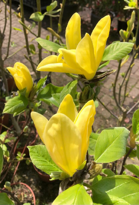 Magnolia 'Daphne' Gele Beverboom, Valse Tulpenboom