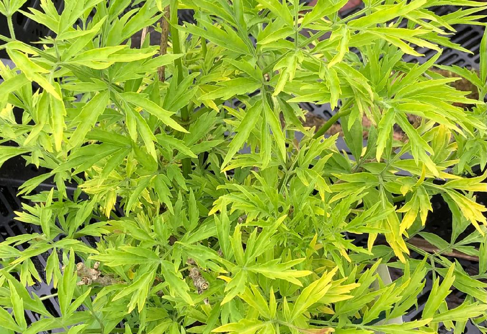 Sambucus nigra 'Jdeboer001' (Golden Tower) Goudkleurige Peterselievlier