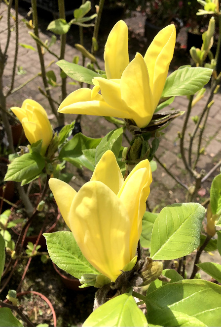 Magnolia 'Daphne' Beverboom, Valse Tulpenboom