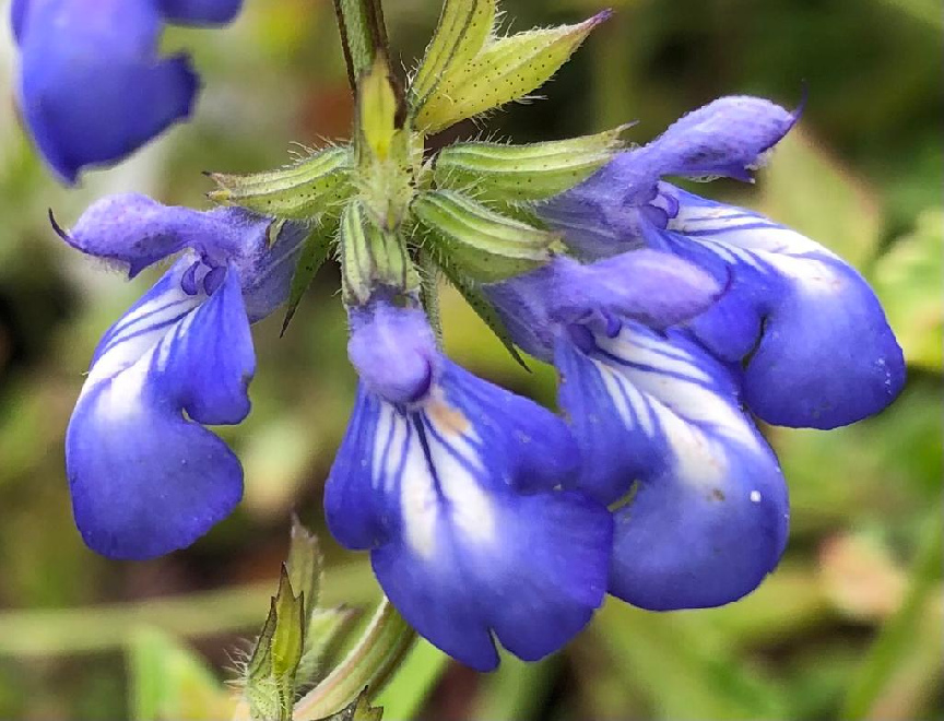 Salvia forreri Dwergsalie