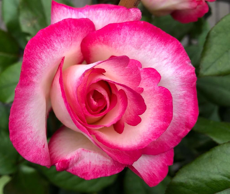 Rosa 'Macha' (Händel) Roze-Witte Klimroos