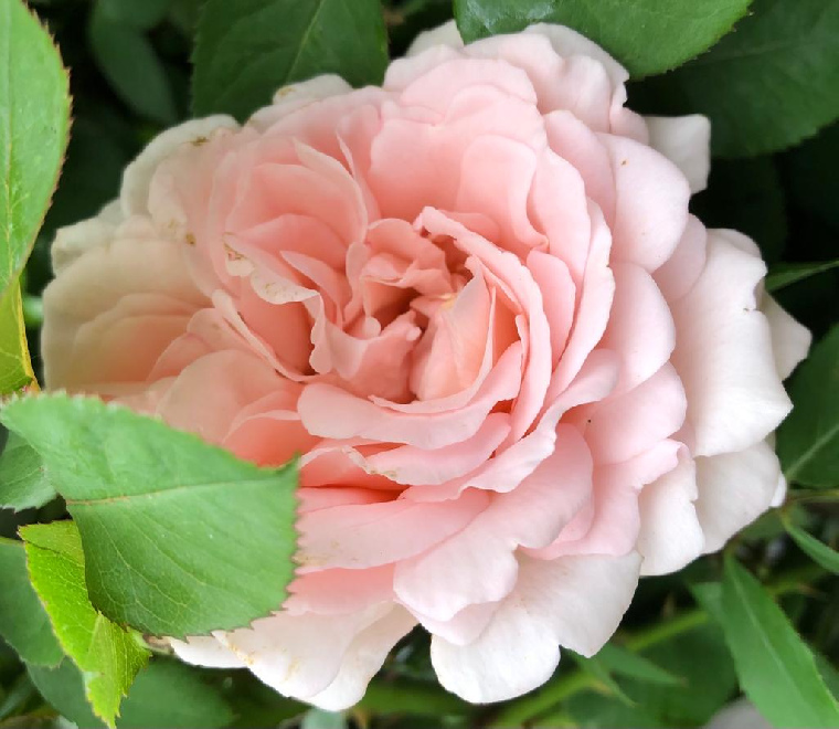 Rosa 'Poulsyng' (Clair Renaissance) Lichtroze Klimroos