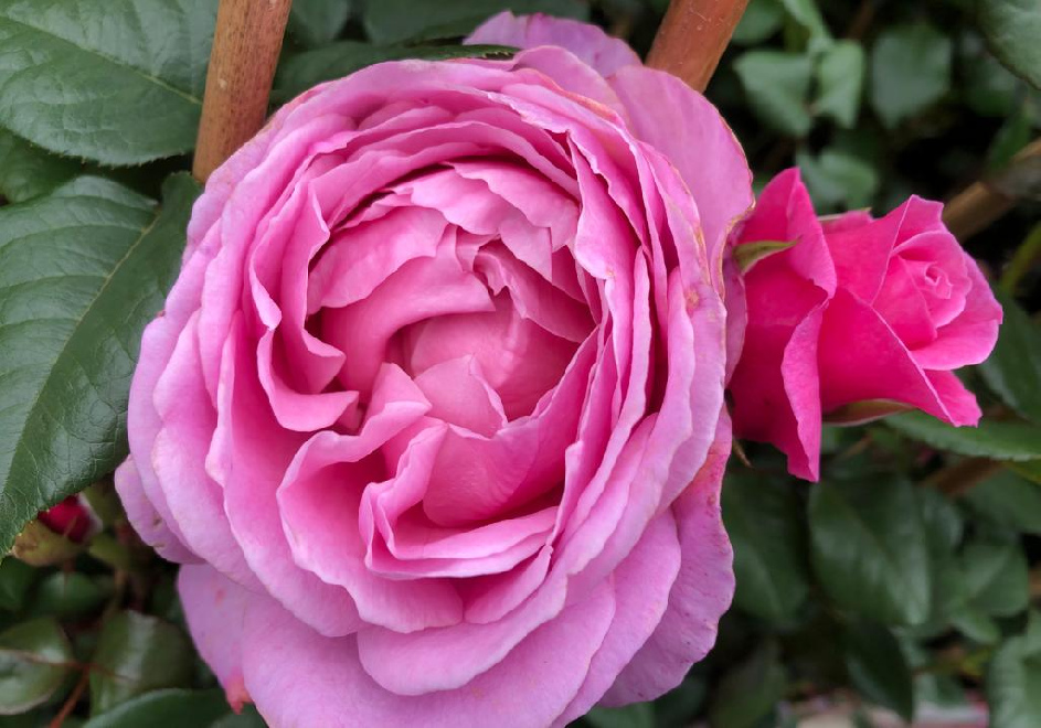 Rosa 'Relax0009' (Our Last Summer) Lilaroze Klimroos