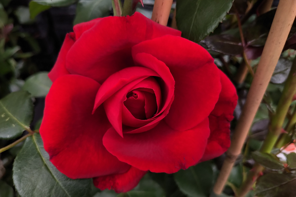 Rosa 'Tanklesant' (Santana) (Klimroos) 
