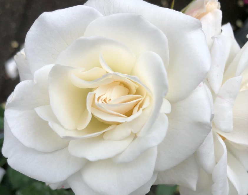 Rosa 'Korbin' (Schneewittchen) Witte Struikroos, trosroos