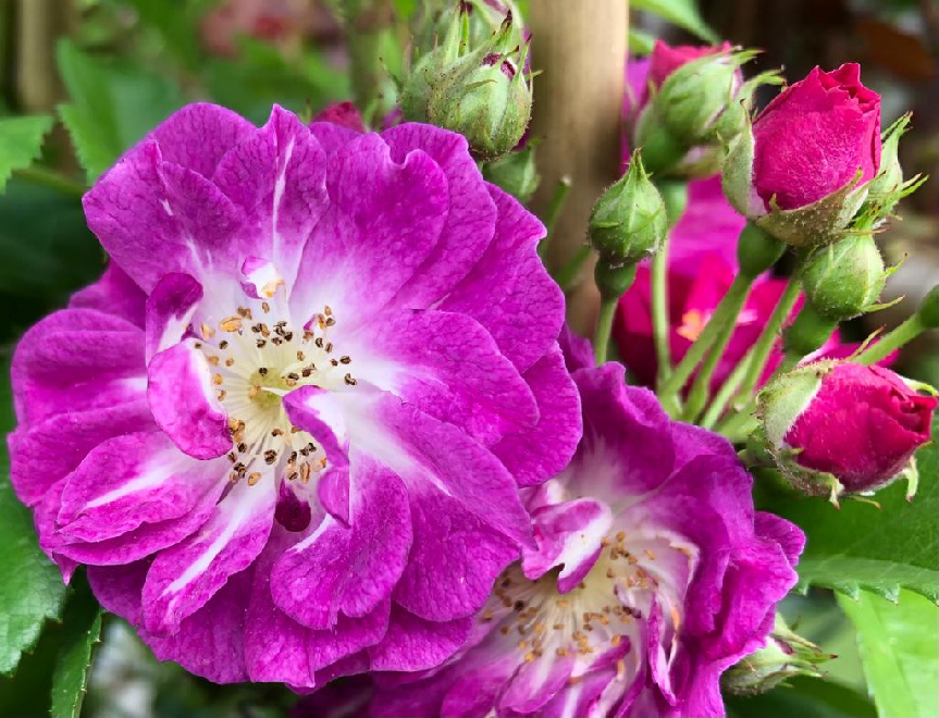 Rosa 'Perennial Blue'  Paarse Rambler Klimroos